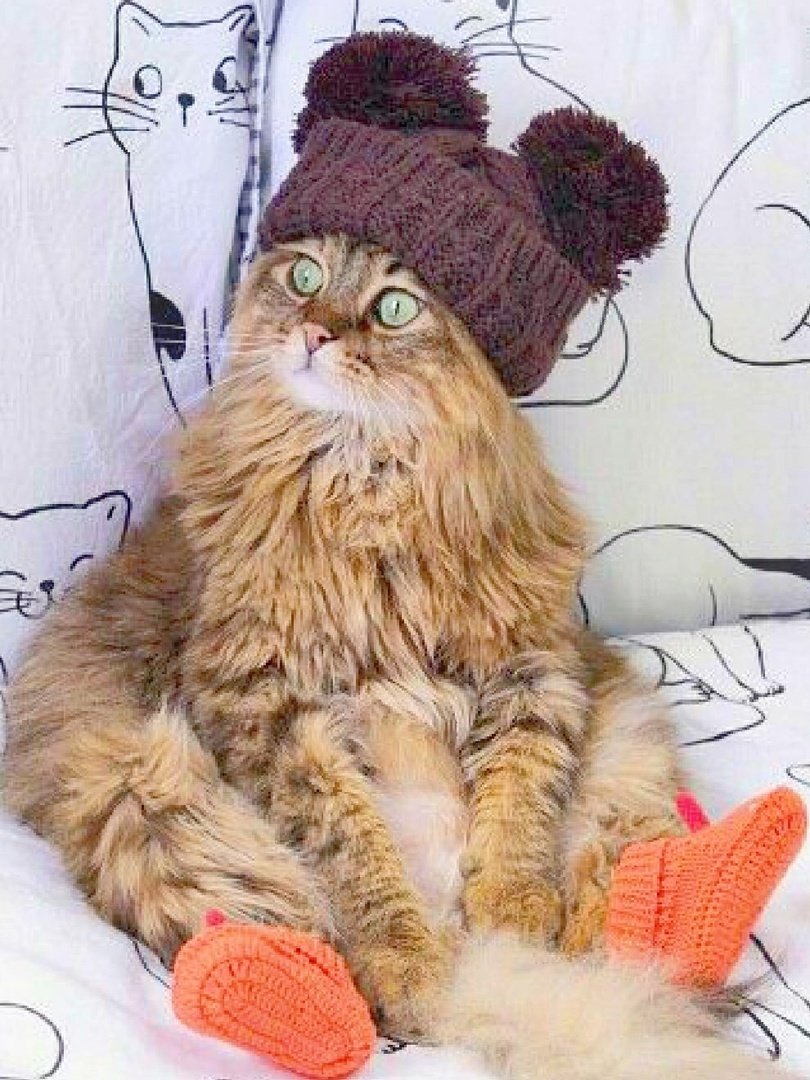 Приколы про холод в квартире