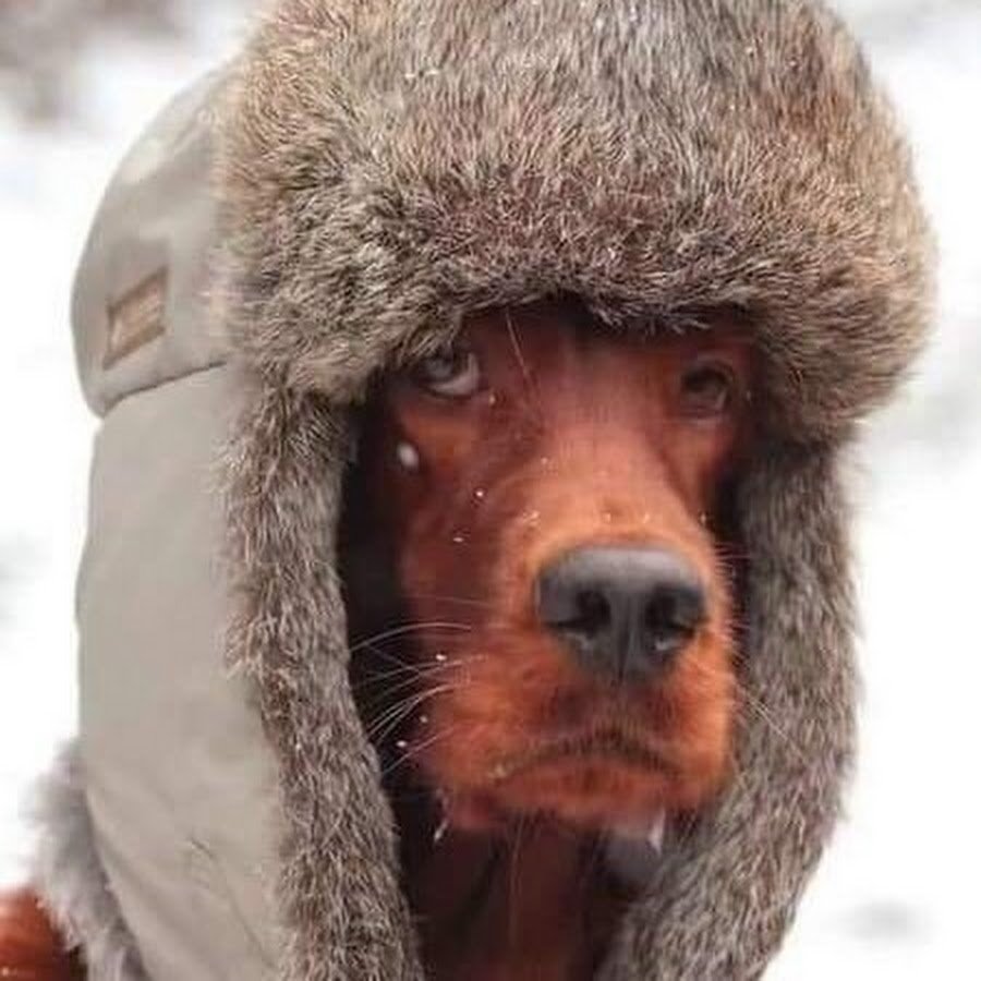 Новогоднее настроение прикол