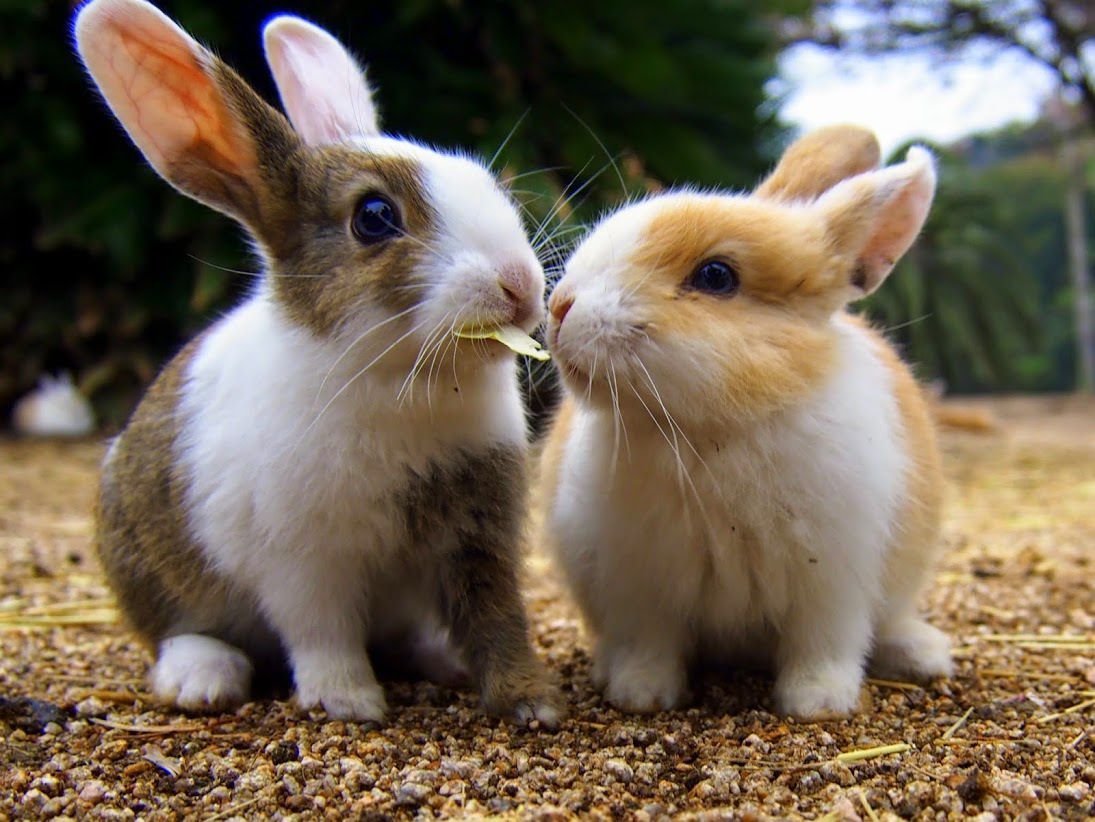 Куёнча расми