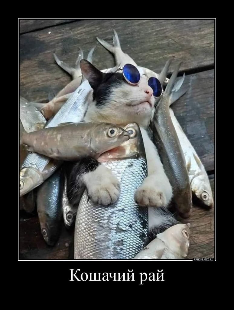 Кот и рыба юмор