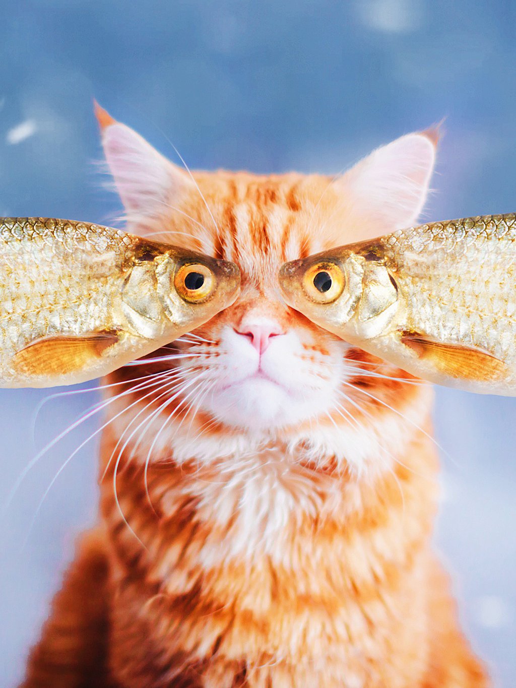 Рыжий котик с рыбкой