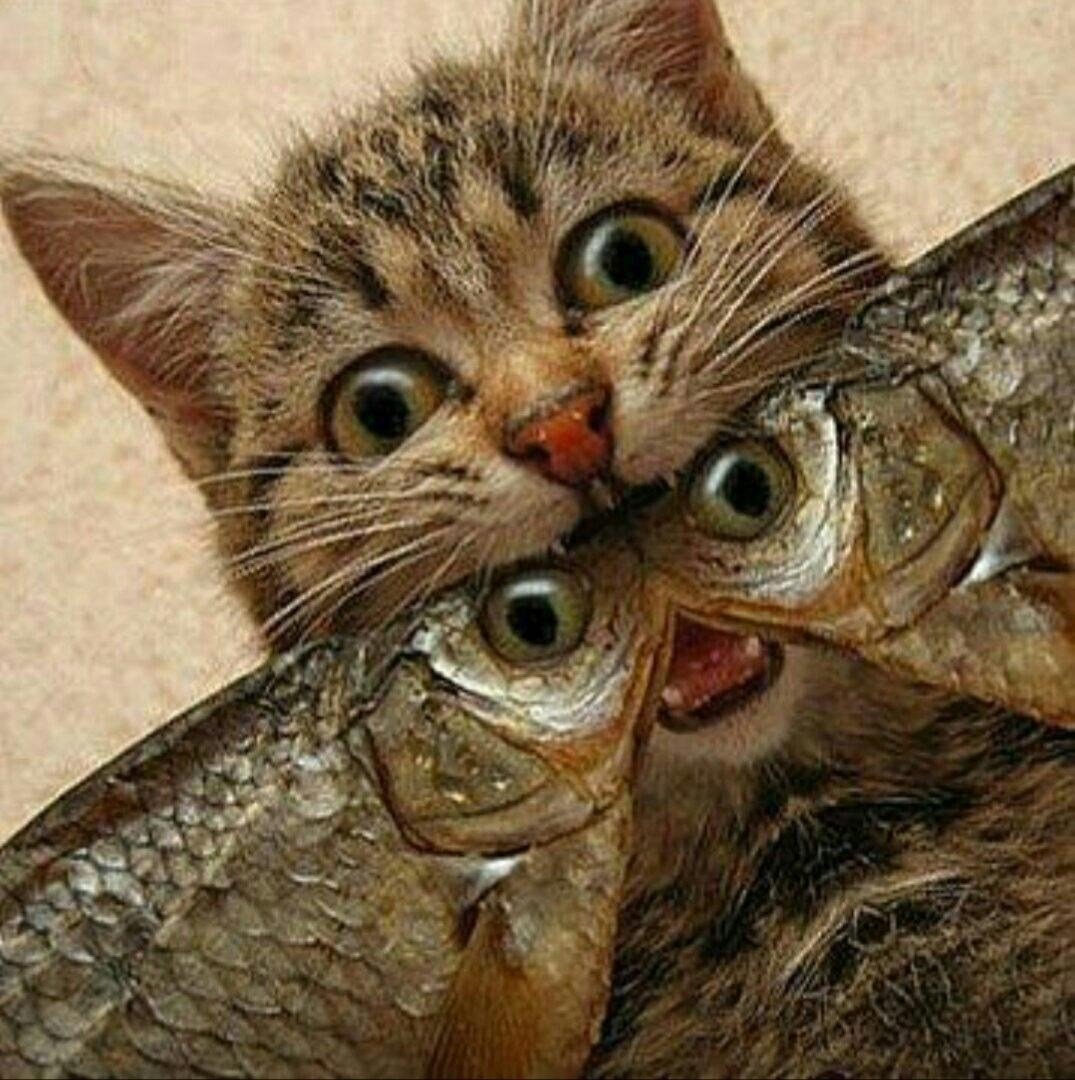 Рыбка для кошки