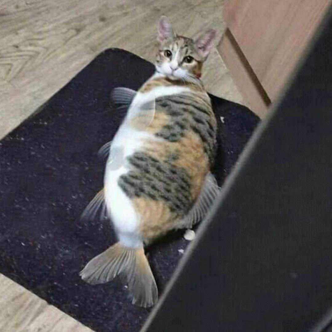 Толстый котик с рыбкой