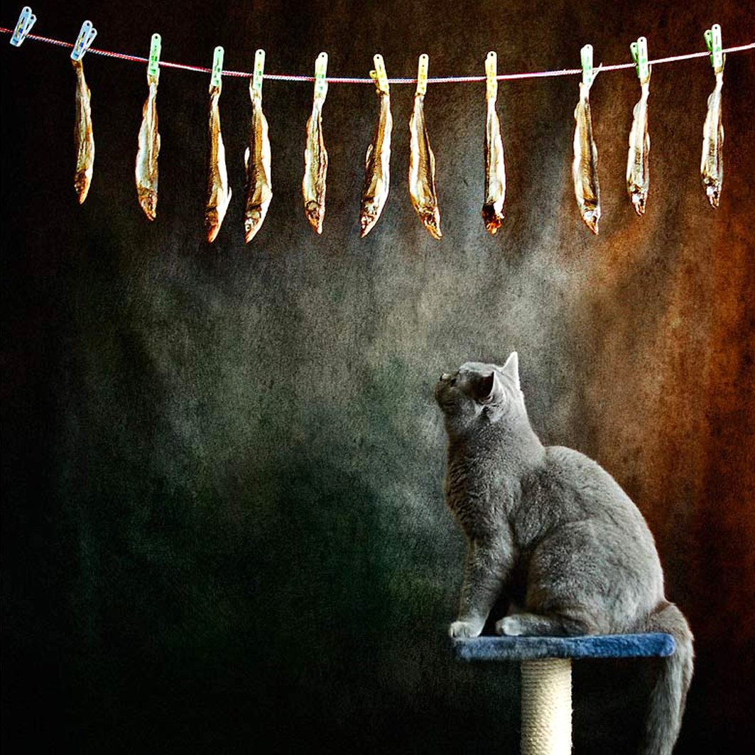 Кот на веревке