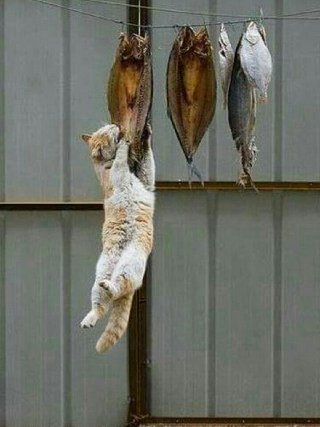 Кот ворует рыбу