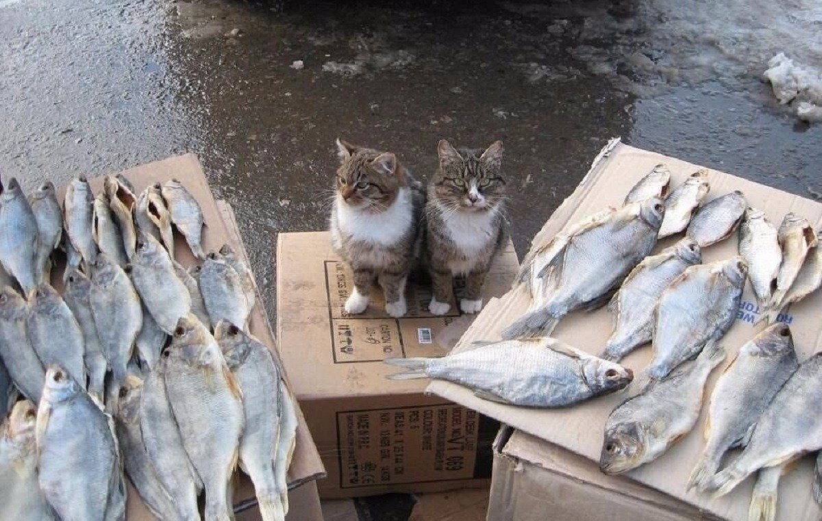 Кот с рыбой