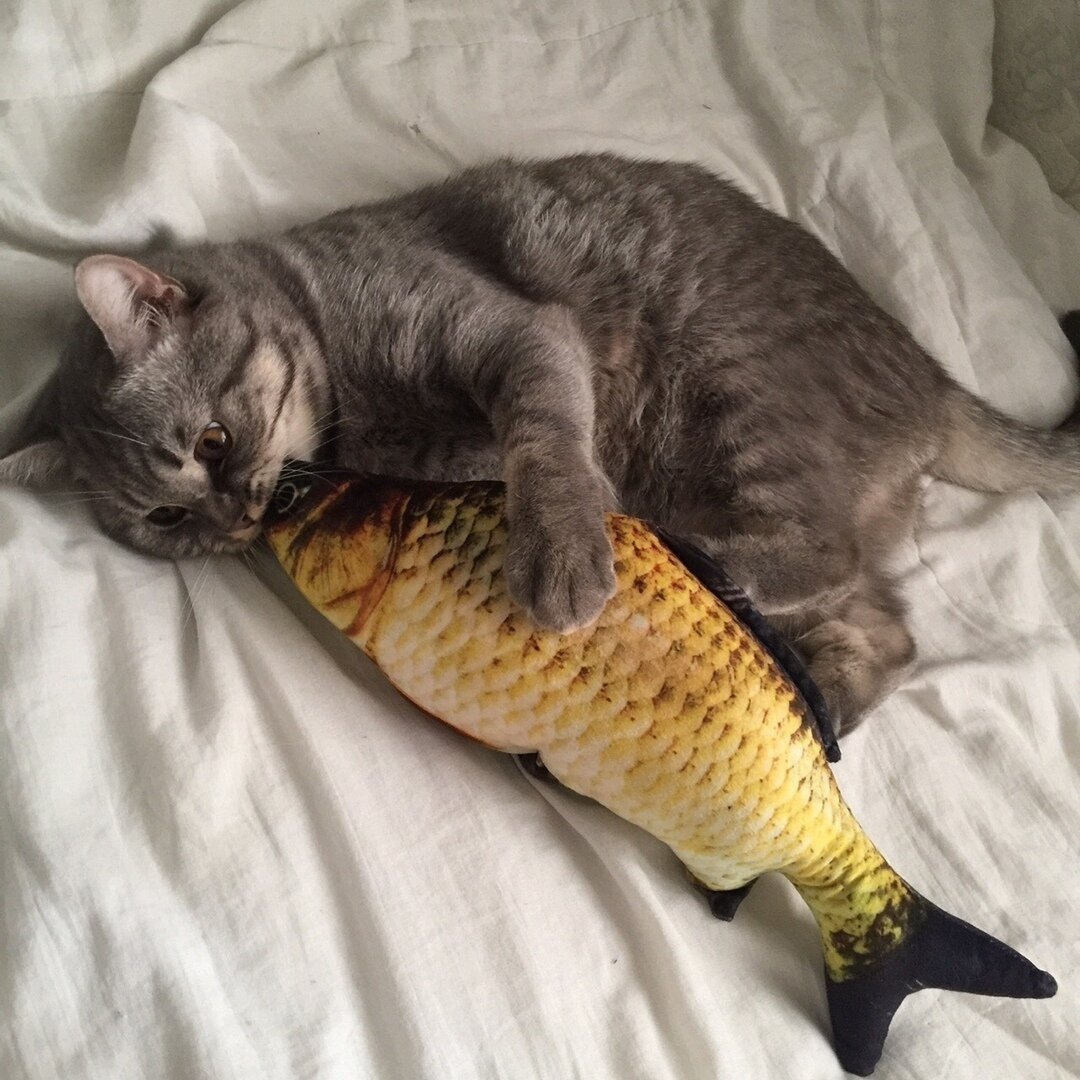 Кот обнимает рыбу