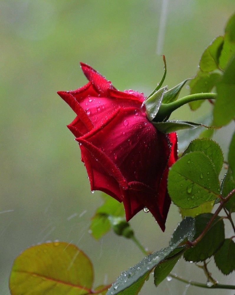 Куст розы с шипами