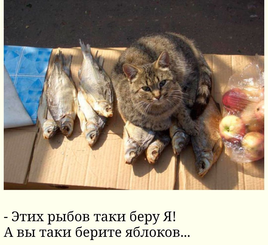 Коты вы продаете Рыбов