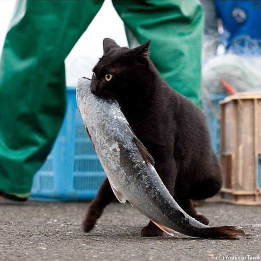 Кот ворует рыбу