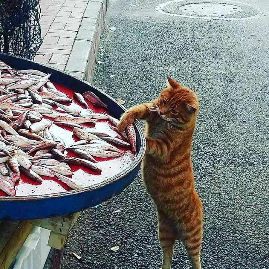 Юморные картинки