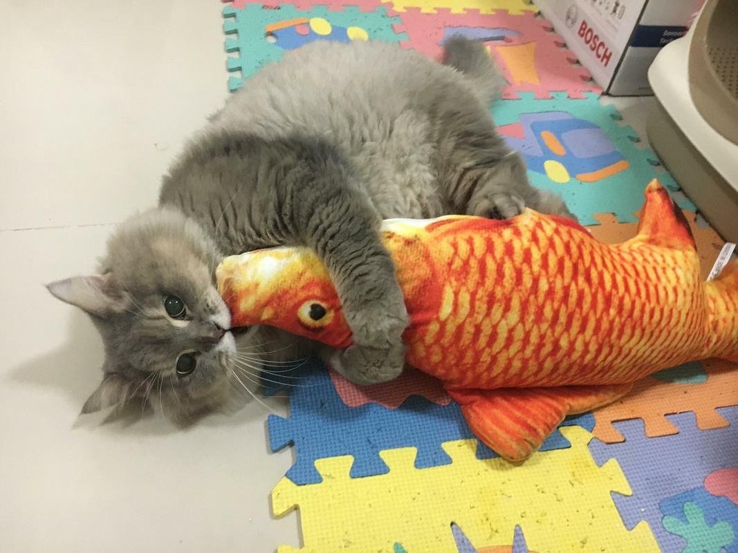 Любимая рыбка