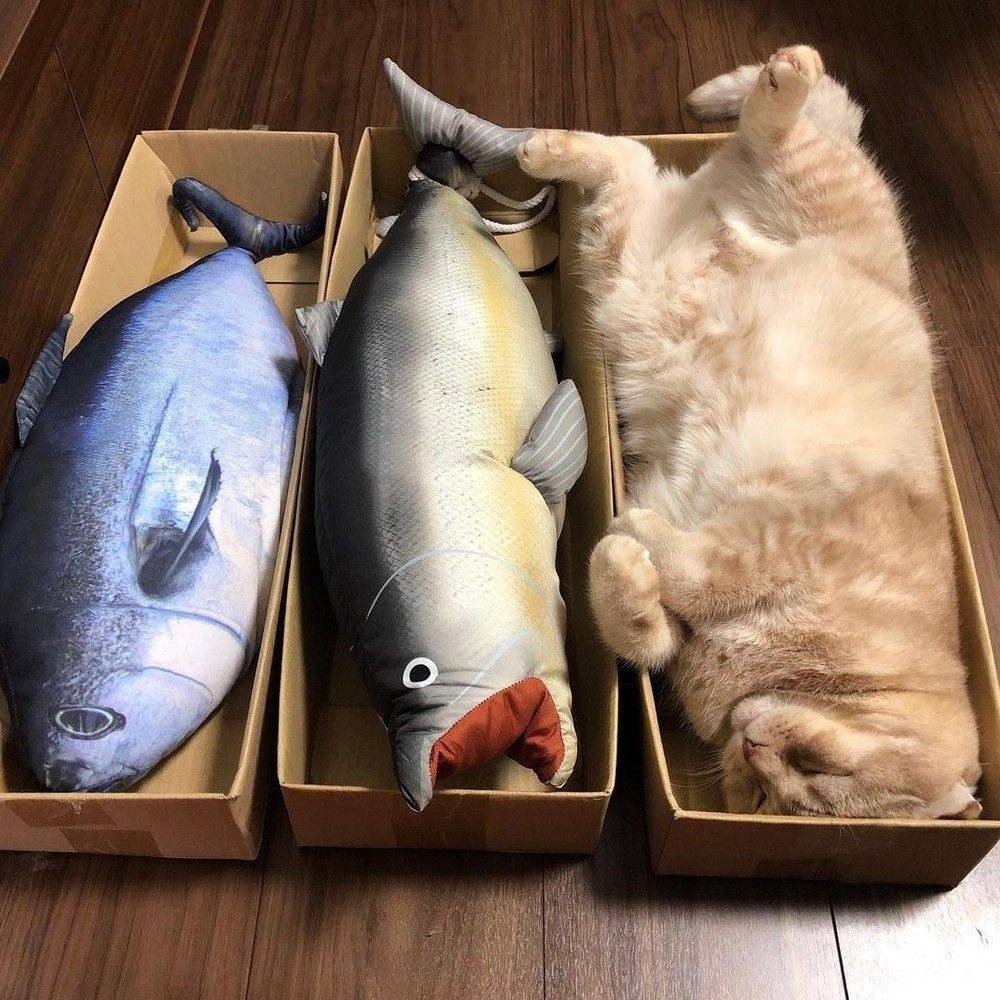 Много Рыбов смешные картинки