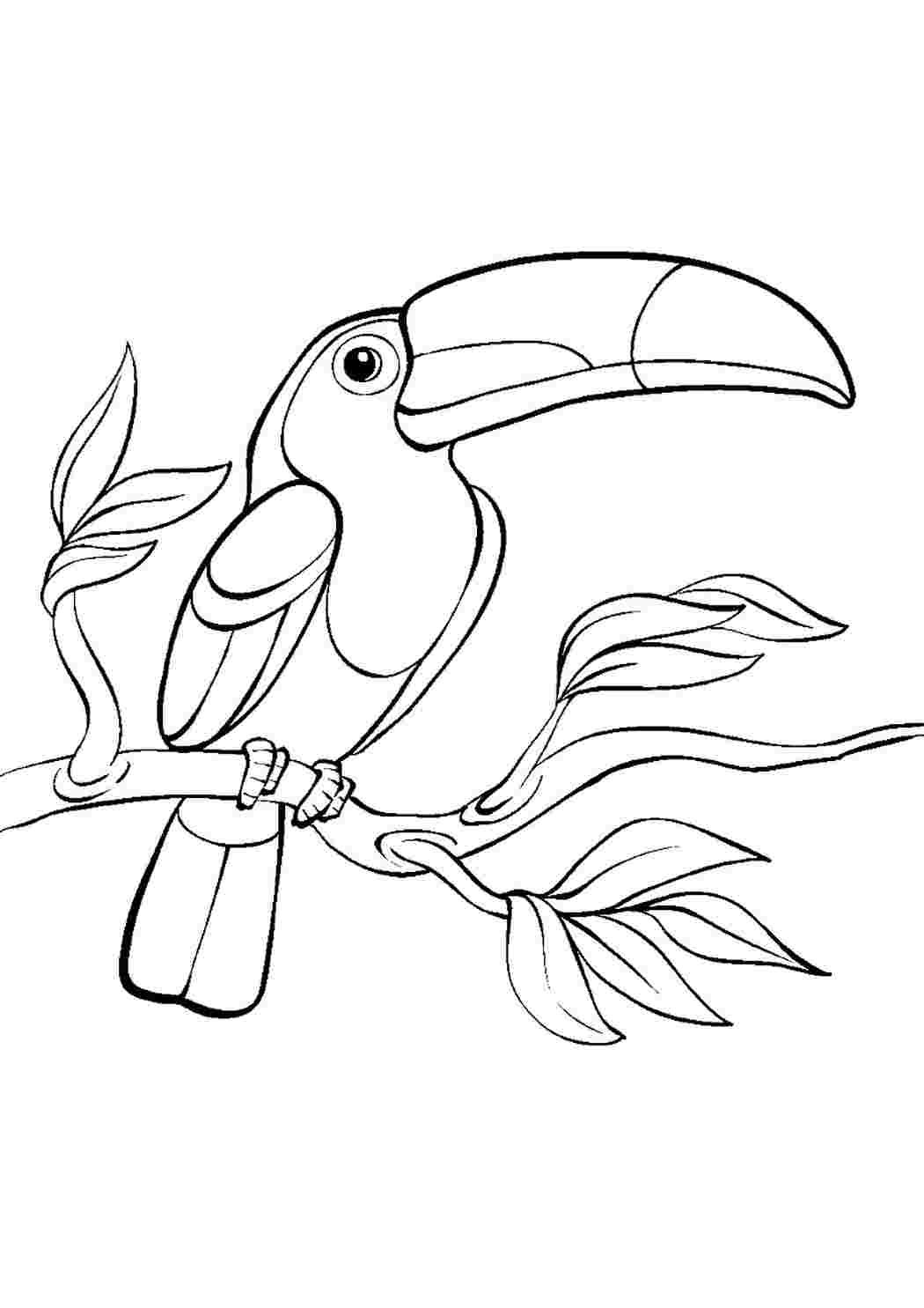 Тукан раскраска