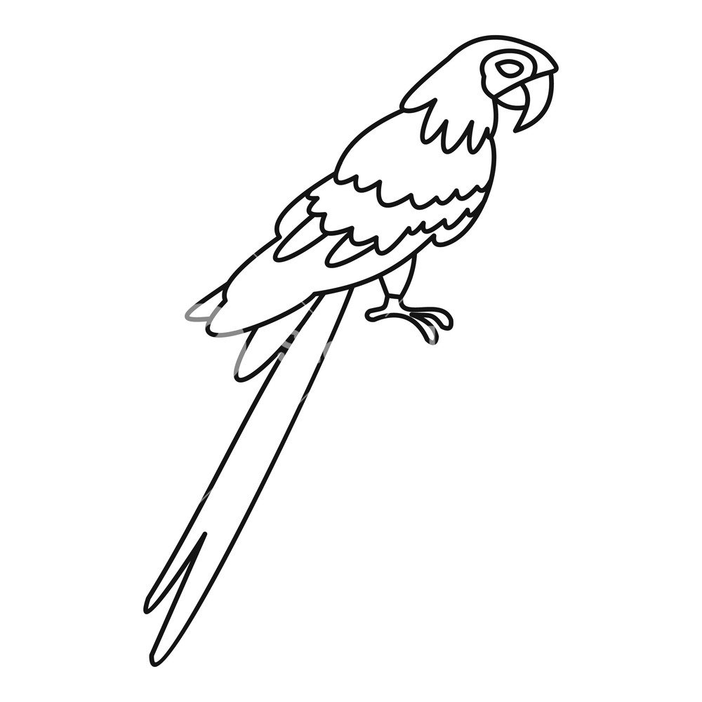 Удивленный попугай эскиз