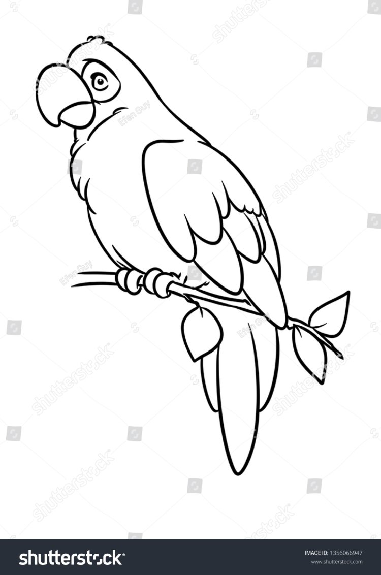 Наброски попугаев