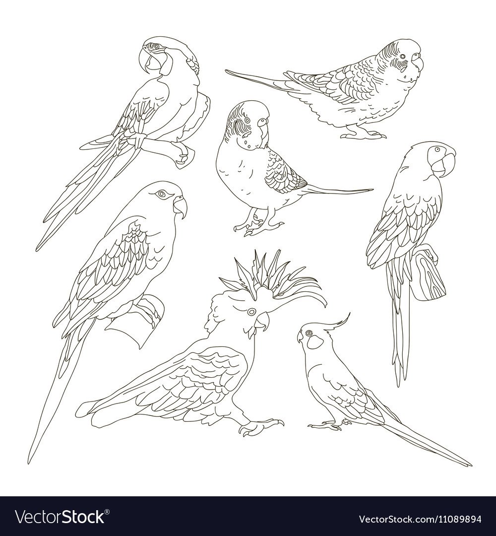 Волнистый попугай референс для рисования