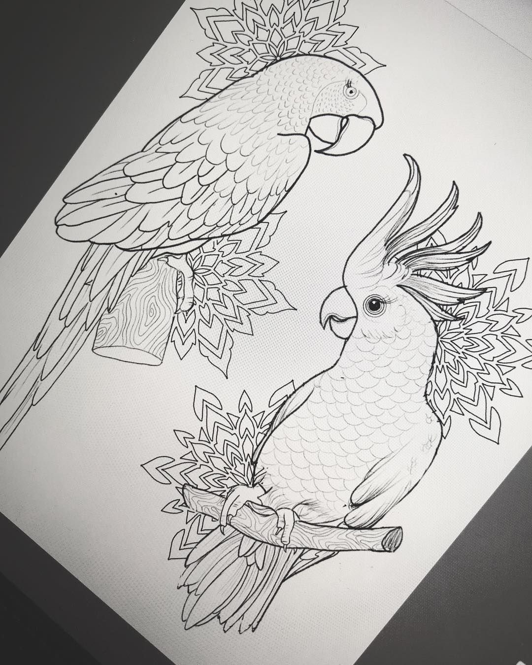 Попугай корелла рисунок
