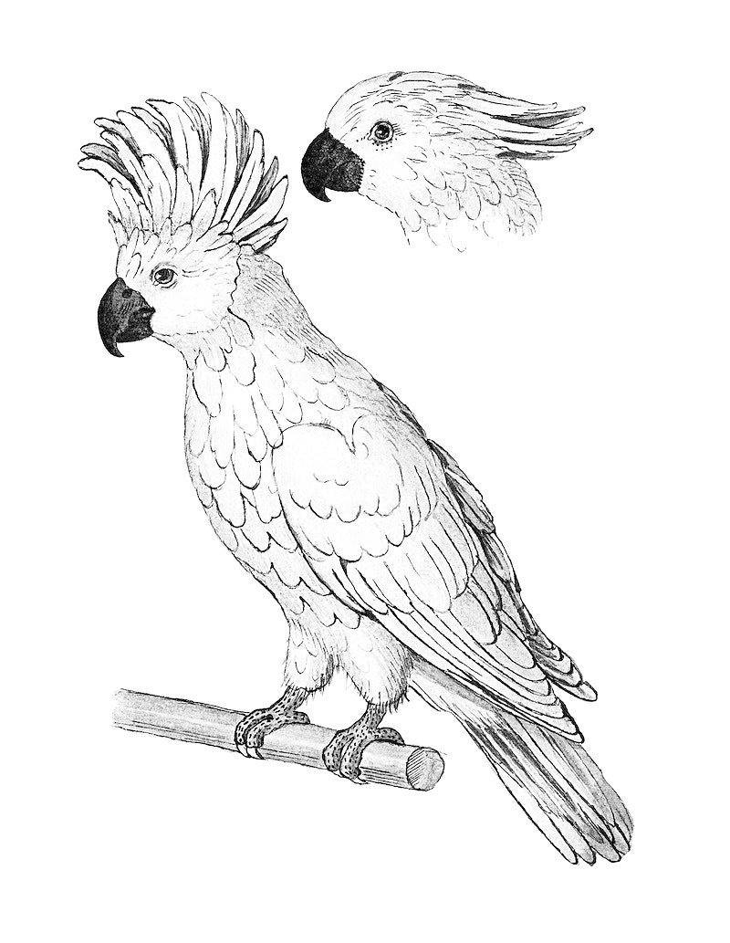 Parrot cartoon контуры