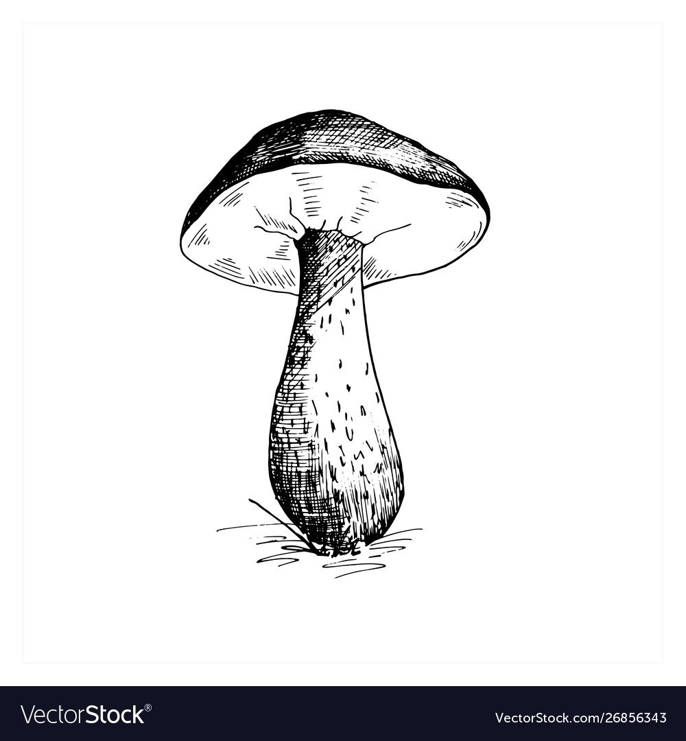Эскиз гриб Боровик