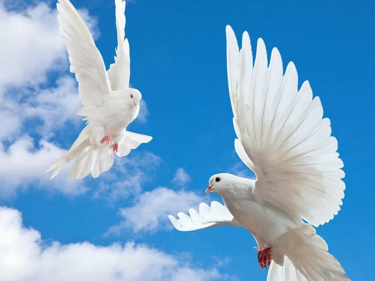 Белые голуби в небе
