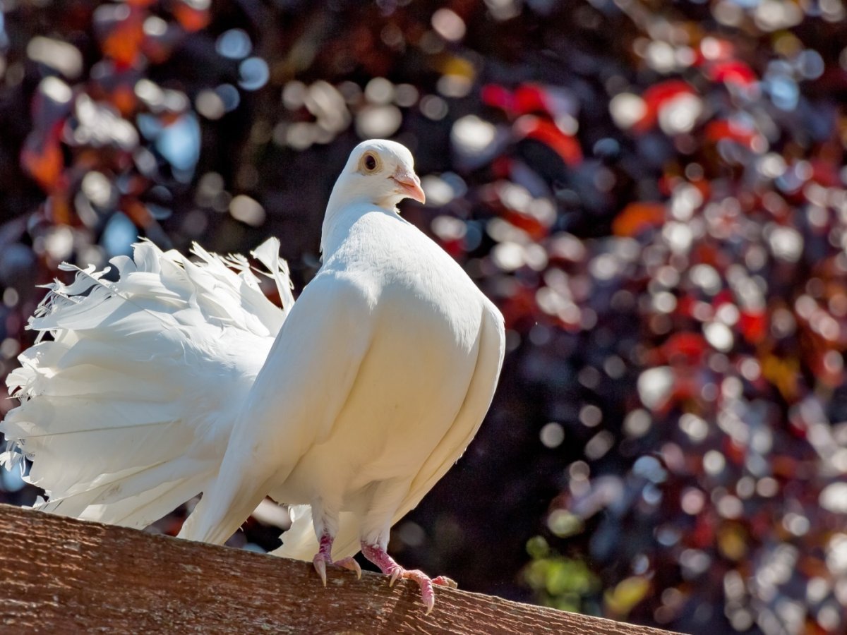 Горлица белая птица