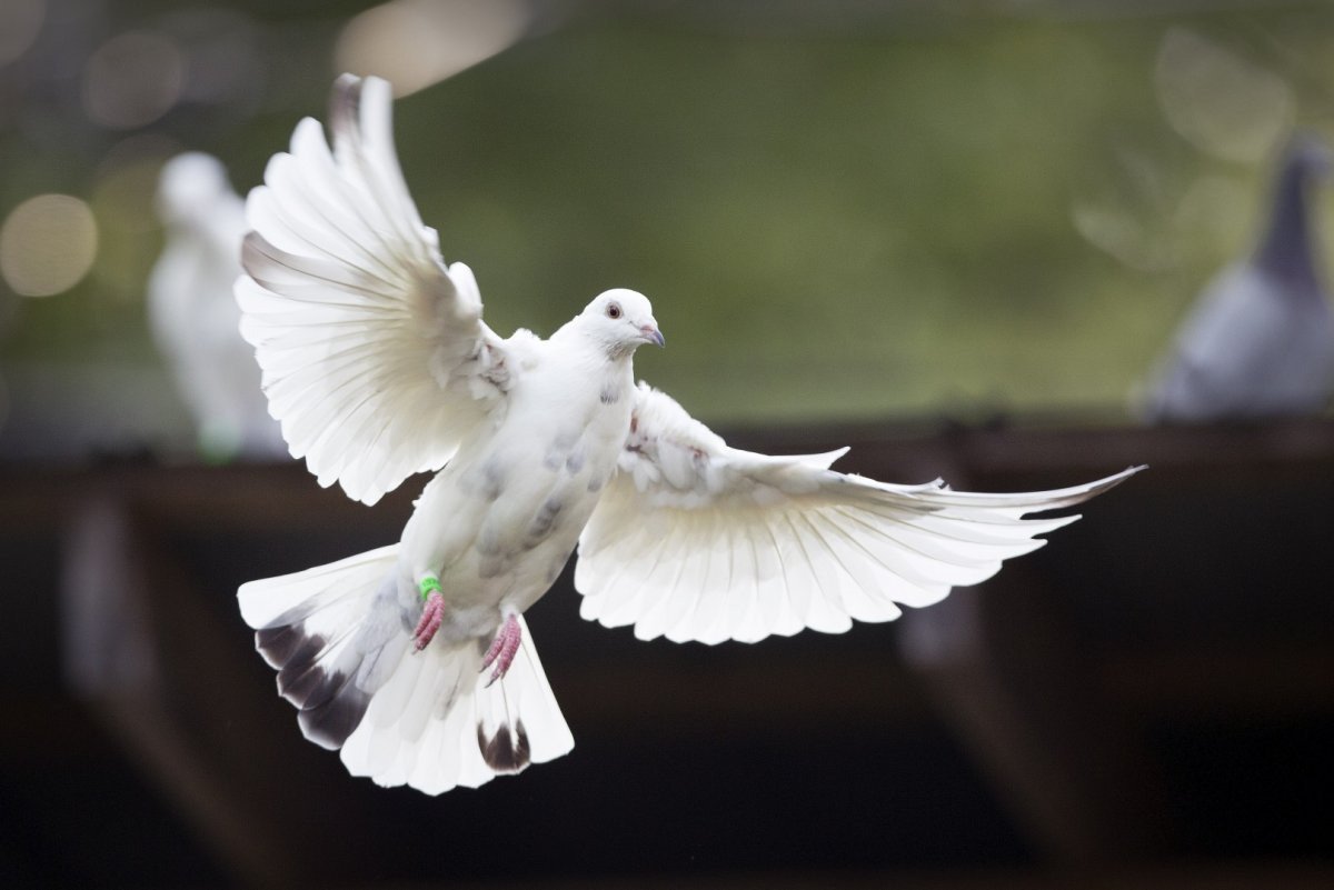 Белый голубь