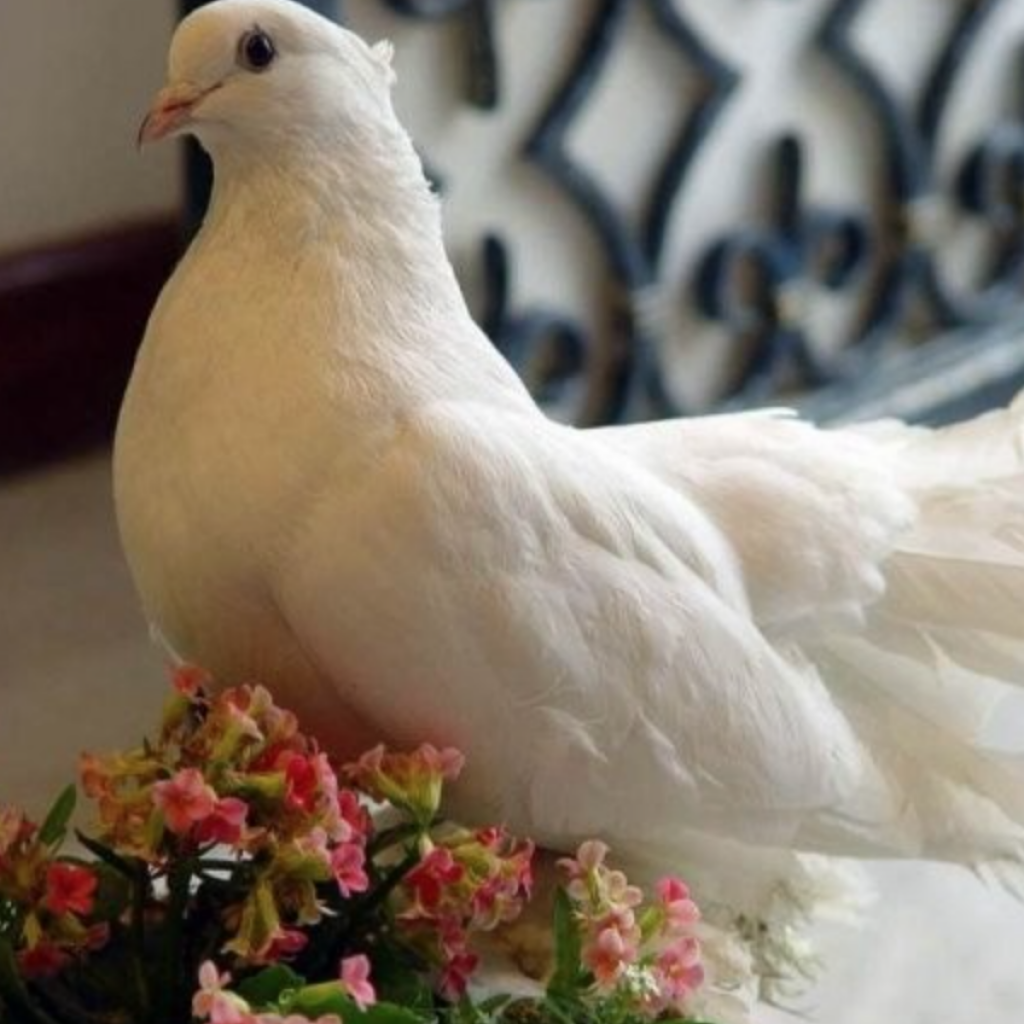 Красивая белая Голубка