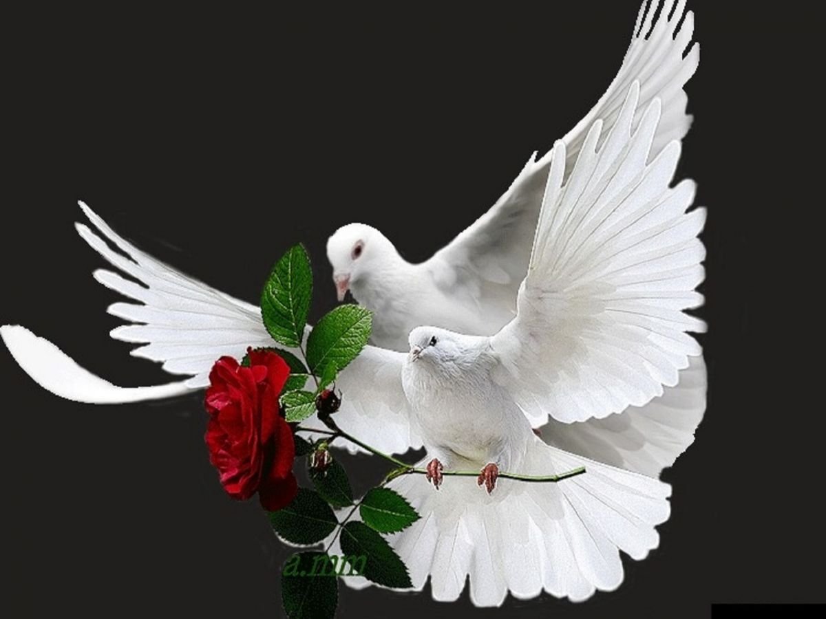 Влюбленные голуби
