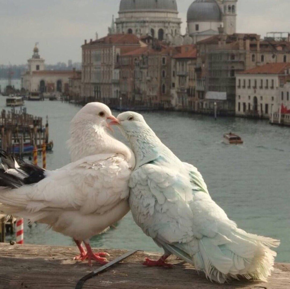 Белый голубь