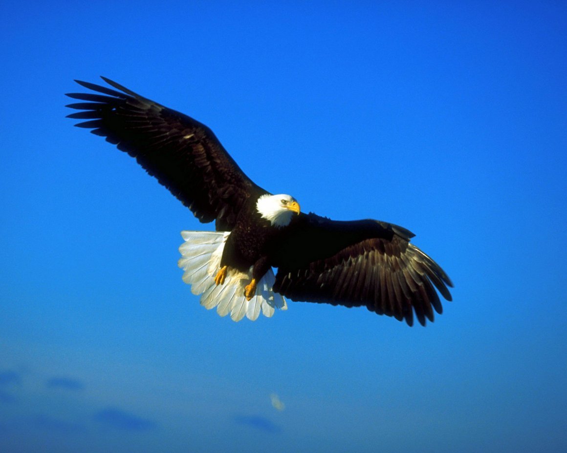 Парящий белоголовый Орел