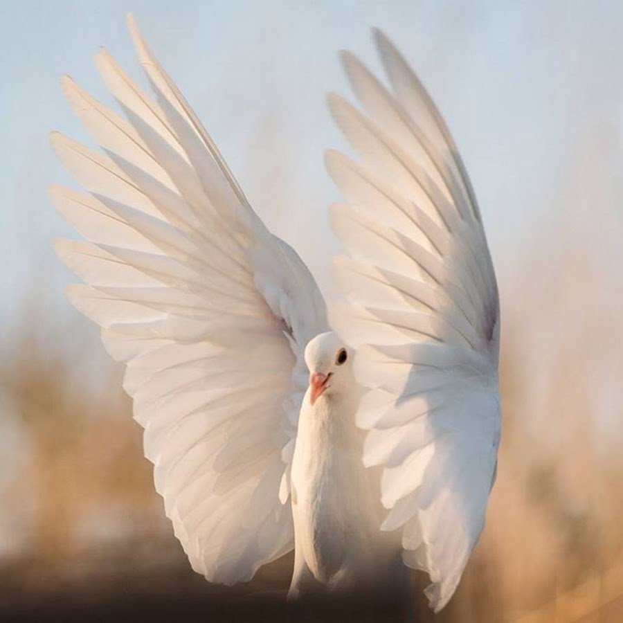 Красивый белый голубь