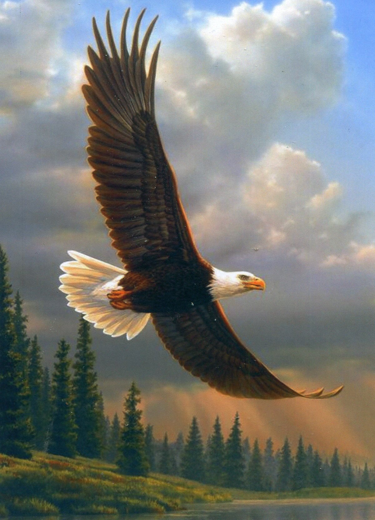 Орел в небе