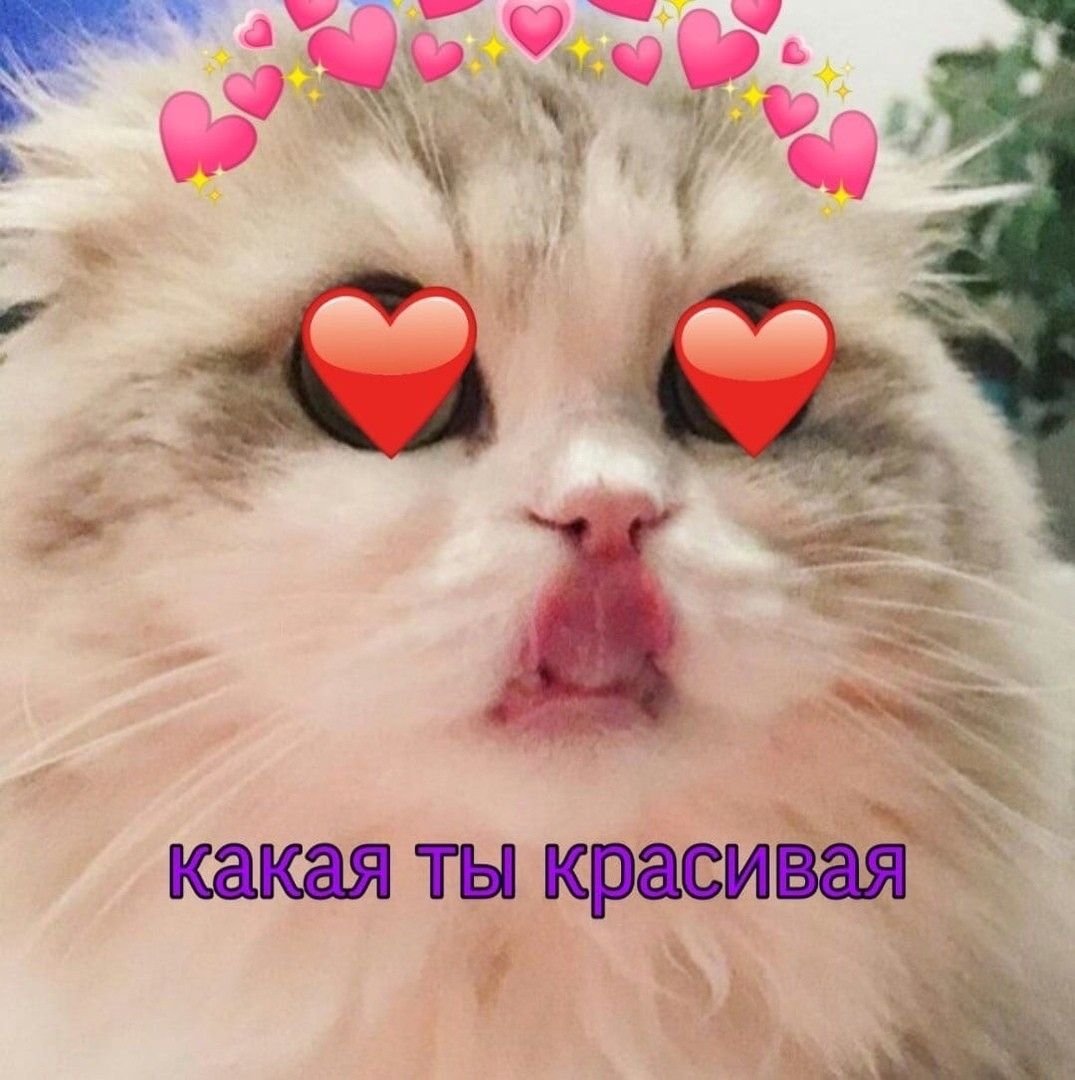 Милые комплименты с котиками