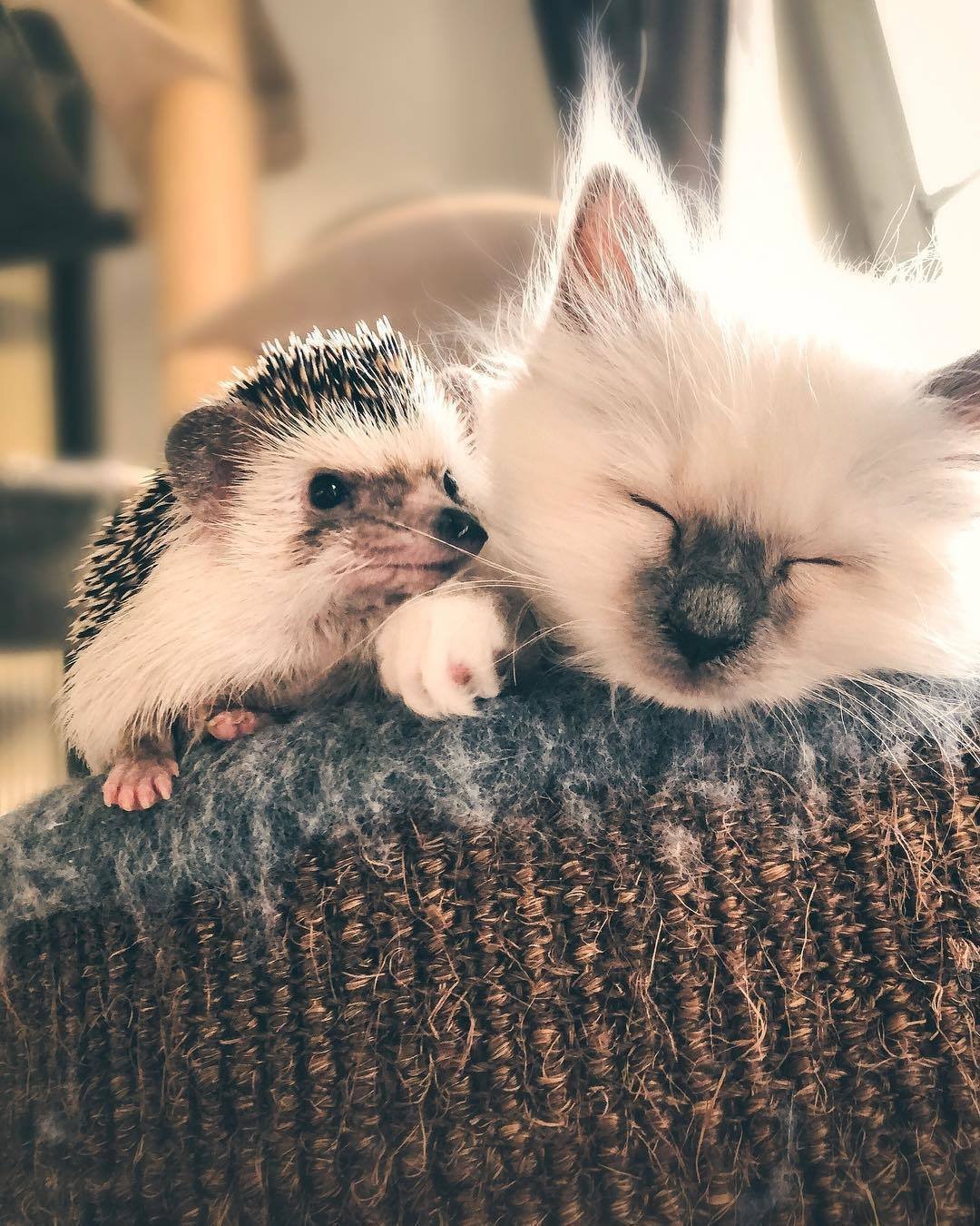 Наоми Лорд енот