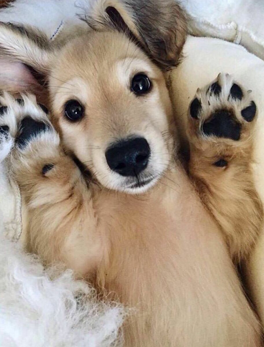 Много милых котят