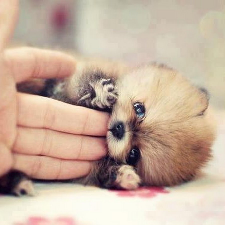 Мимимишные котики