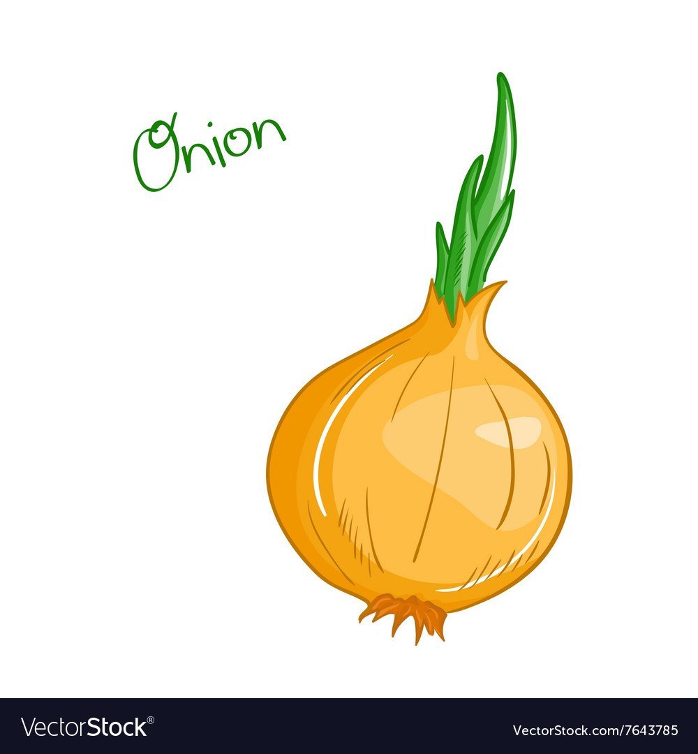 Лук репчатый вектор