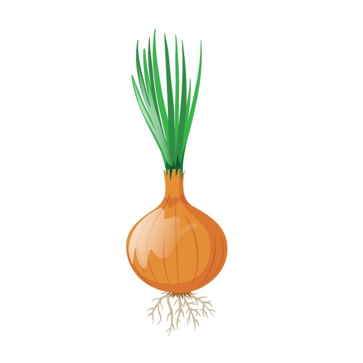 Лук репчатый Allium Cepa l.