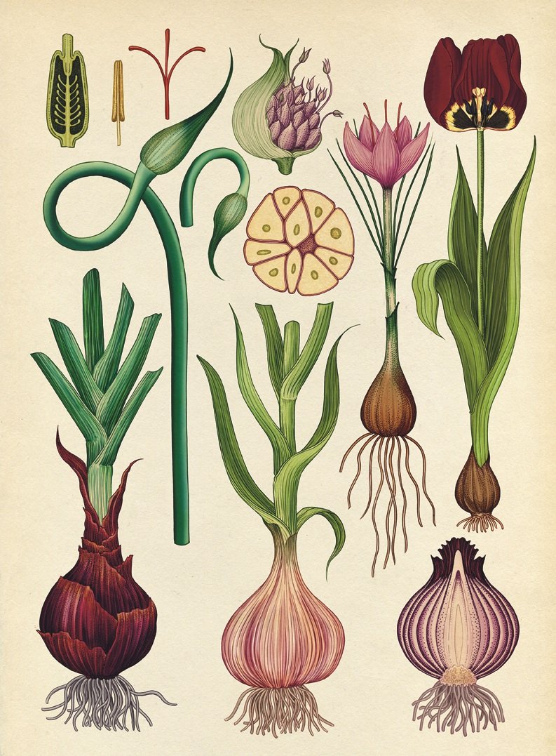 Лук репчатый акварель