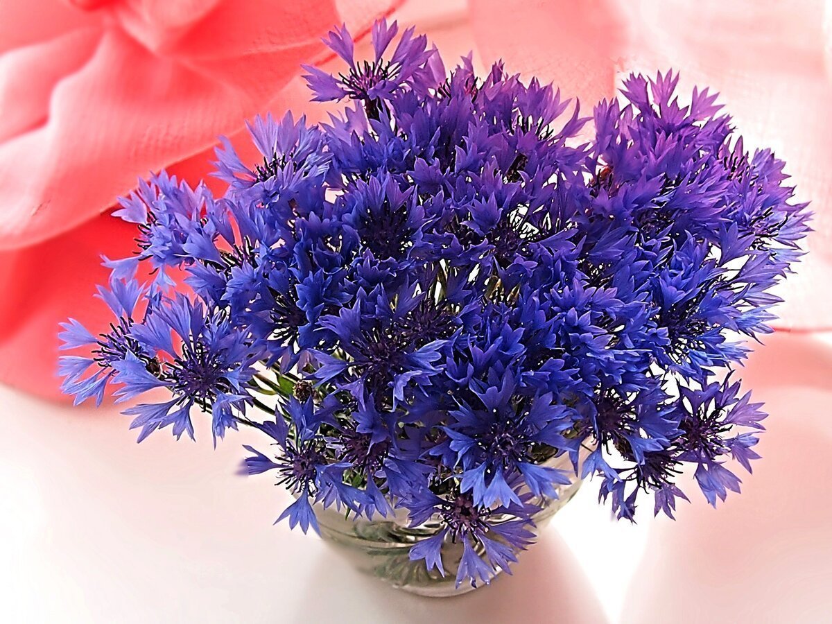 Эмменеггер букет Васильков