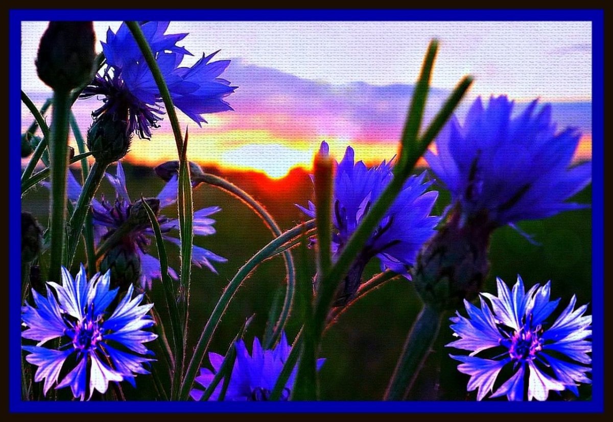 Васильки букет