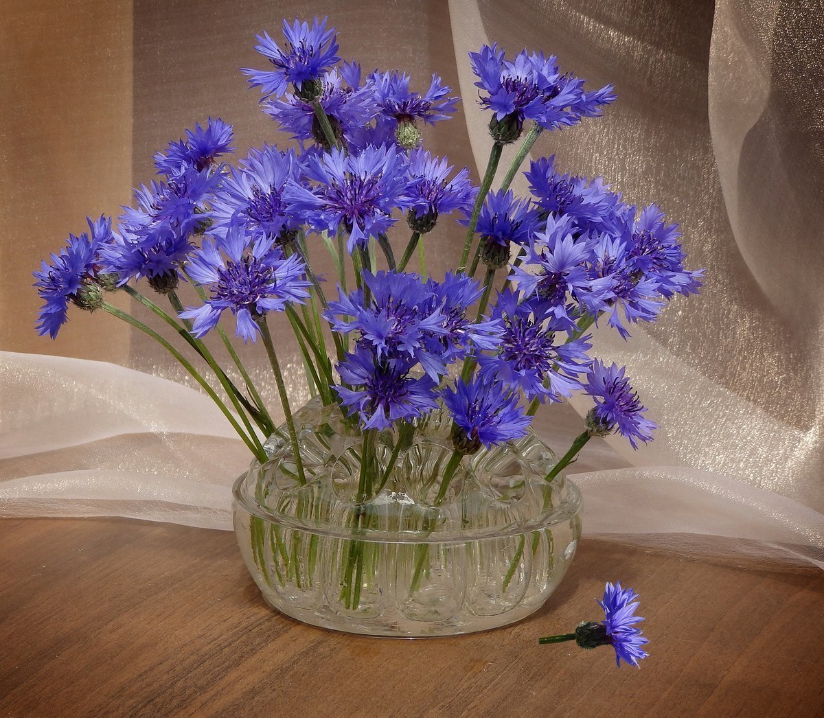 Букет Васильков