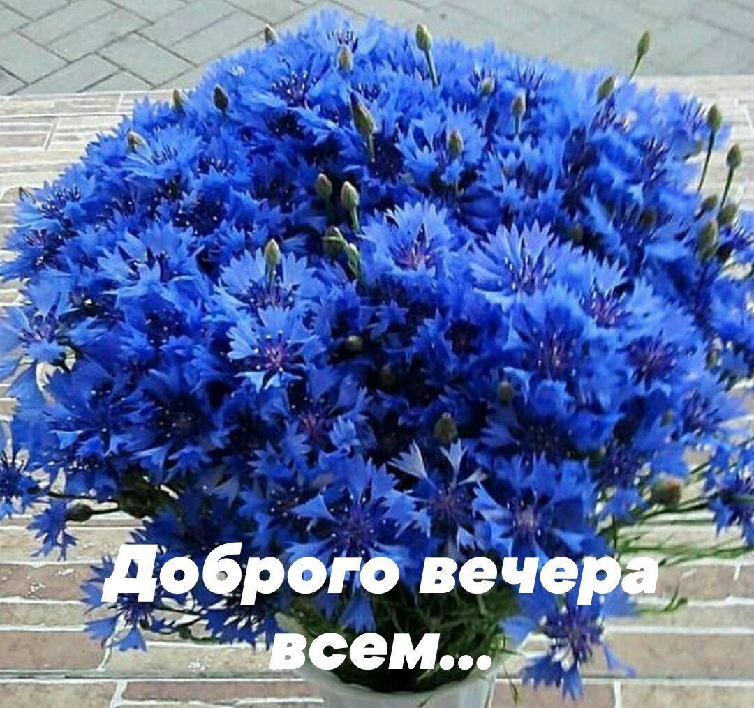 Поздравляем васильки