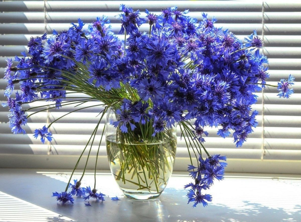 Красивые букеты с васильками