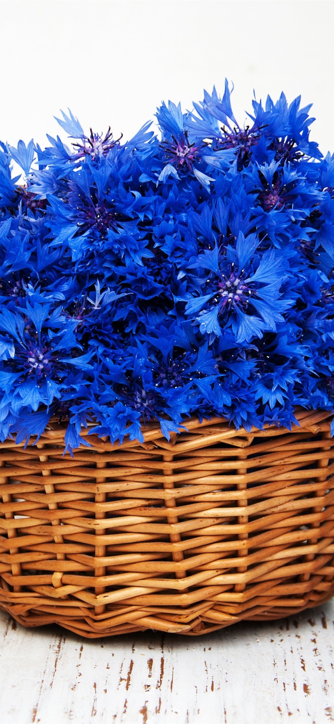 Ромашки и васильки