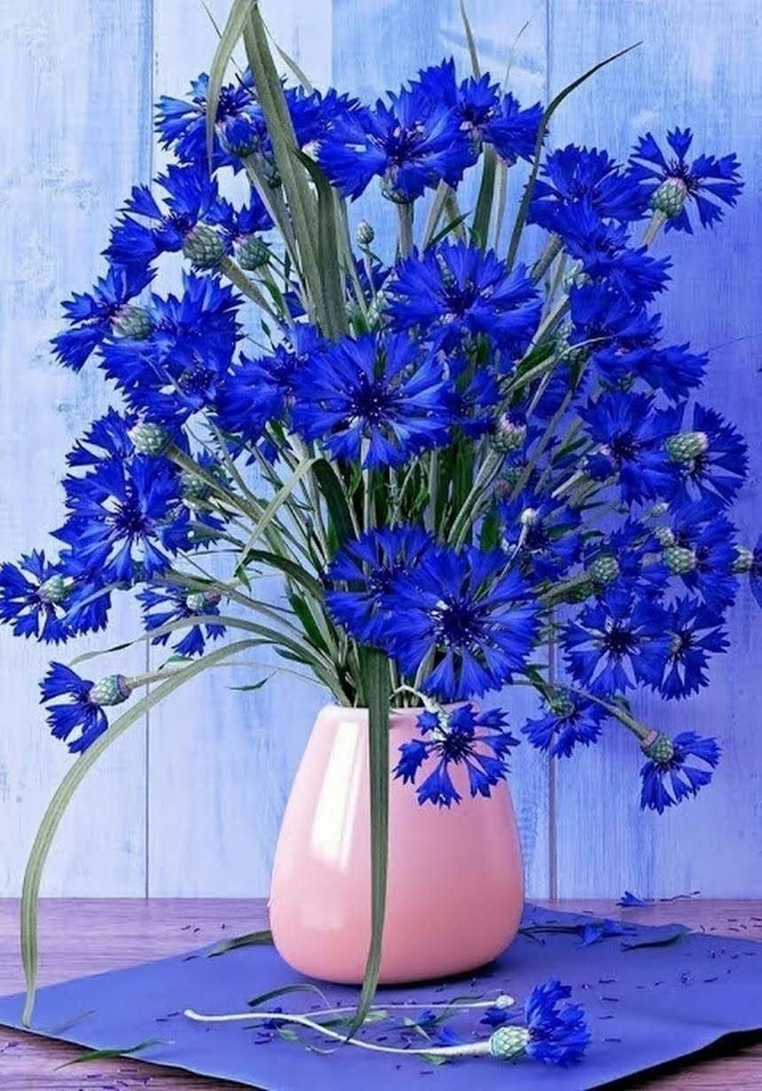 Ромашки и васильки