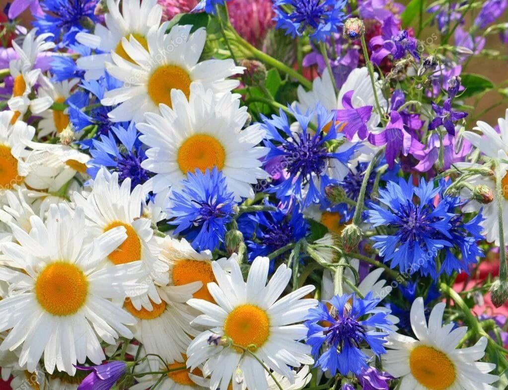 С днем рождения васильки