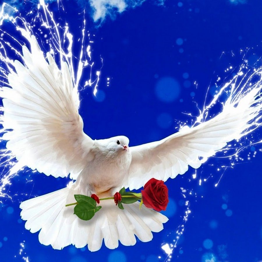 Красивый голубь в небе