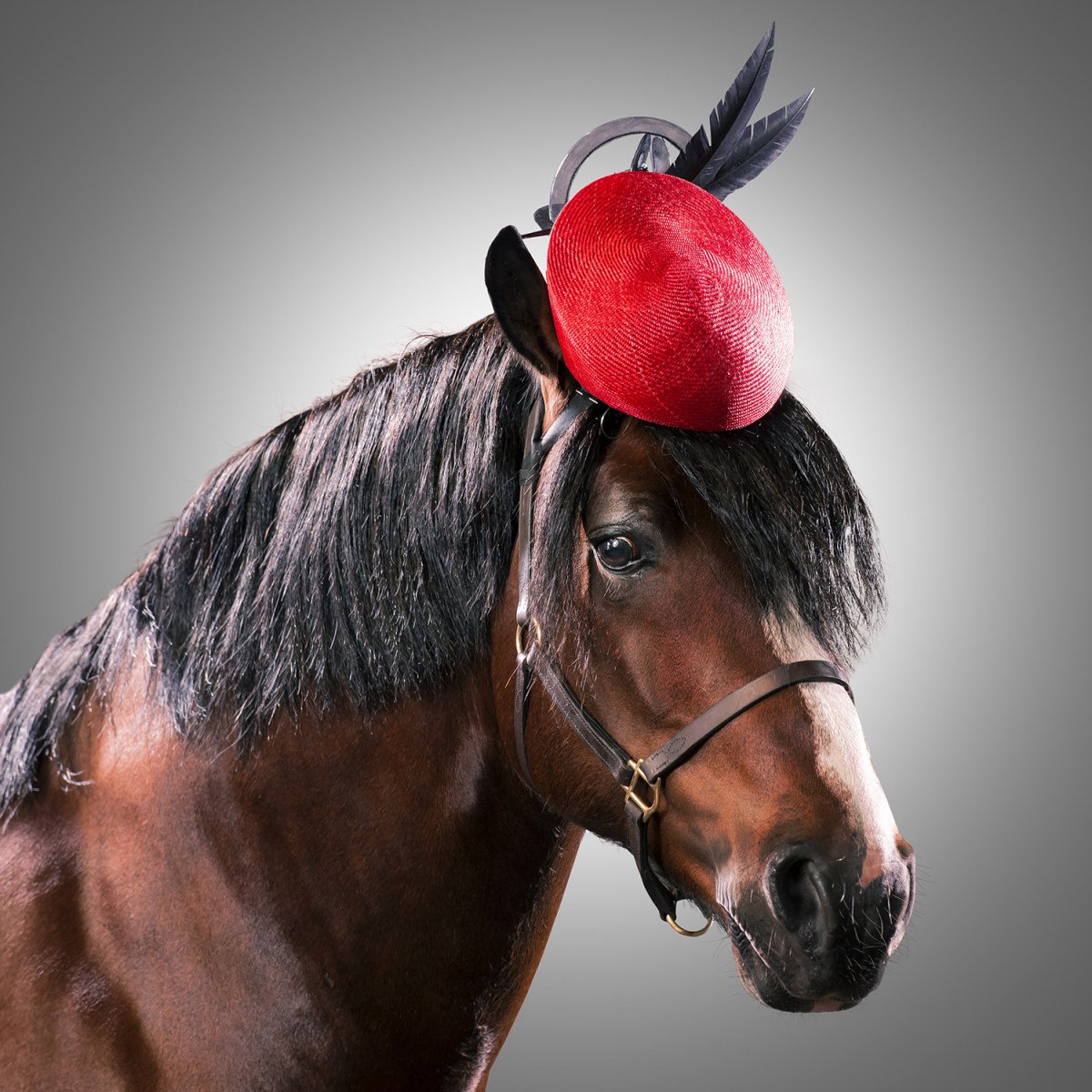 Лошадь в шляпе